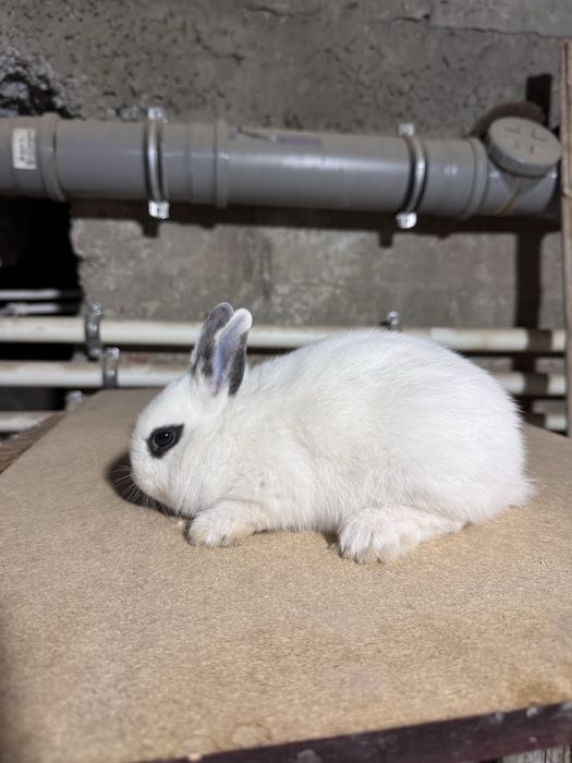 Karlik quyon hatot blan baran