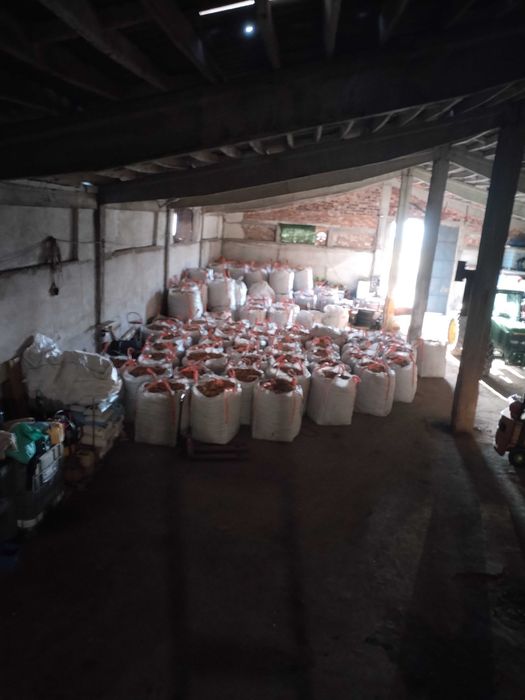 Картоф за семе сорт сорая.