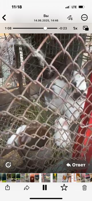 Кролики, кролики, кролики