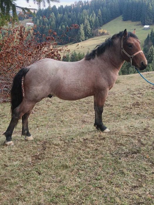 Armăsar 2 ani jumate