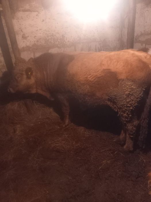 Продам быка с откорма или на развод