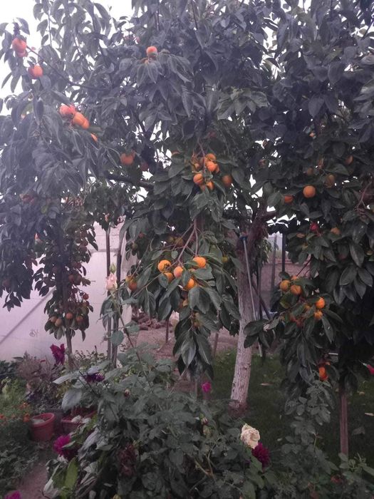 Райска ябълка