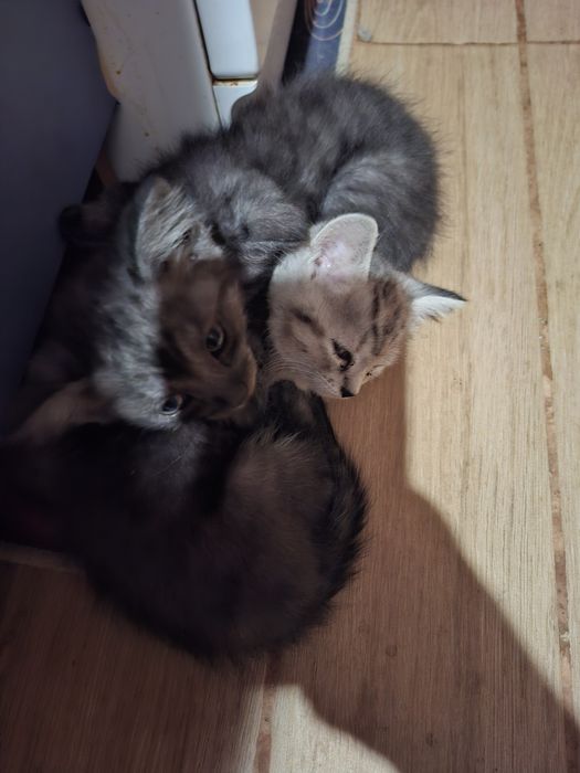 Отдам котят в добрые руки