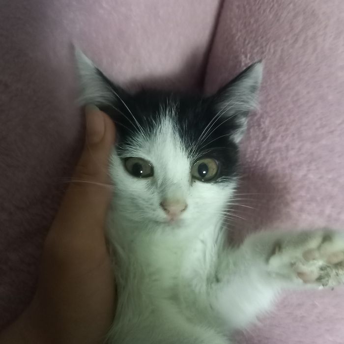 Aq qara misiq, kishkantay