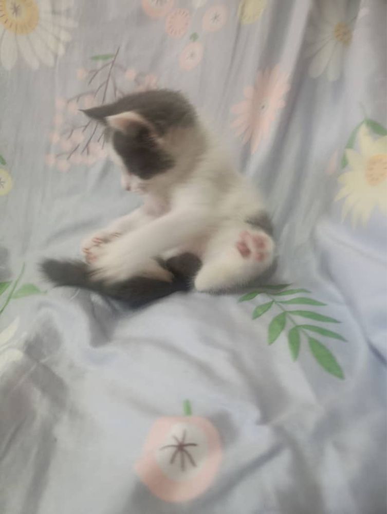 Котята домашние пристраиваем за символическую плату чистые и умные