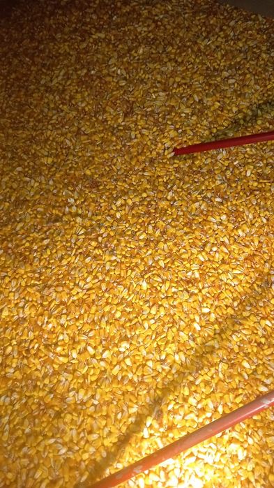 Disponibil porumb boabe producție 2025