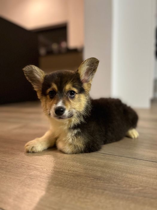 Welsh Corgi Pembroke