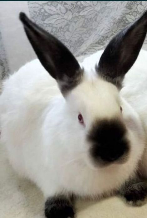 Iepuri californieni rasa mare