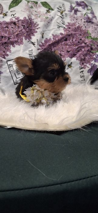 Йоркширски териер.Йорки