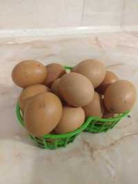 Oua de găina de țară