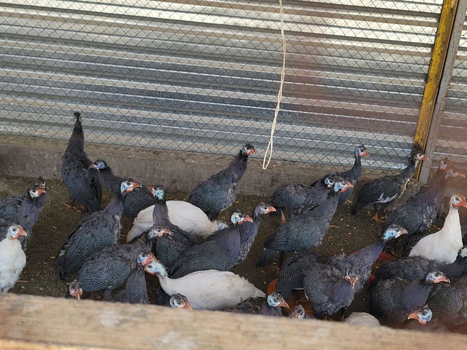 Цесаркалар сотилади