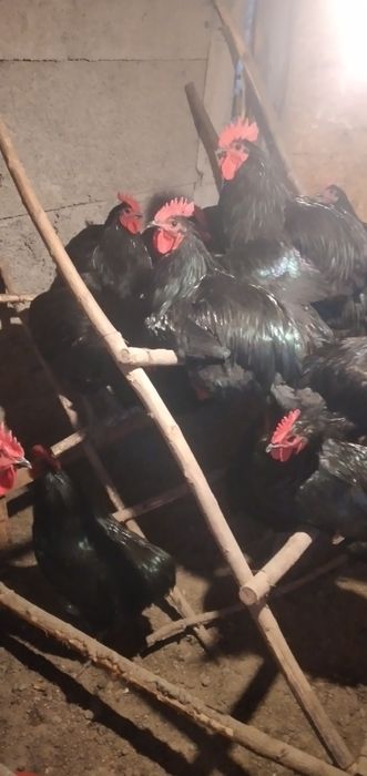 Vînd cocoși Australop