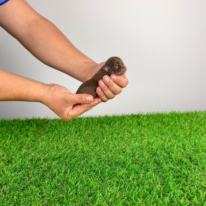 Pui Chihuahua cu pedigree