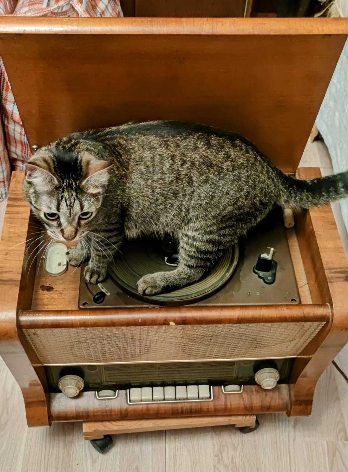 Aparat radio cu pick-up din anii 60
