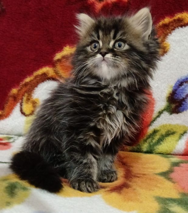 Maine Coon băiețel