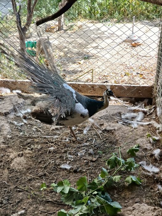 Продаётся павлин орлекино