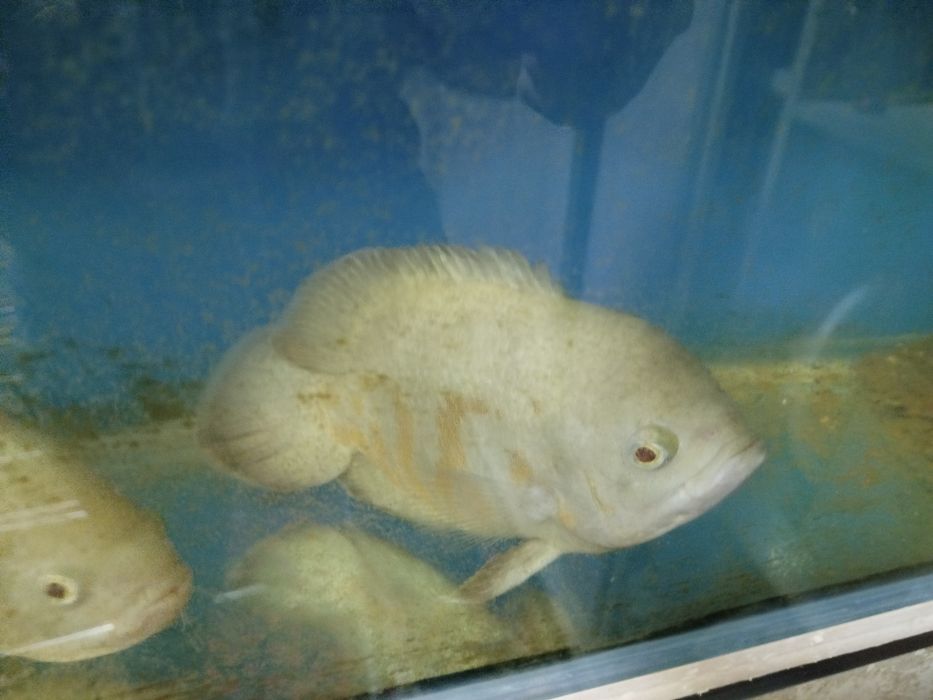 Срочно продаётся пираньи и астранатуси