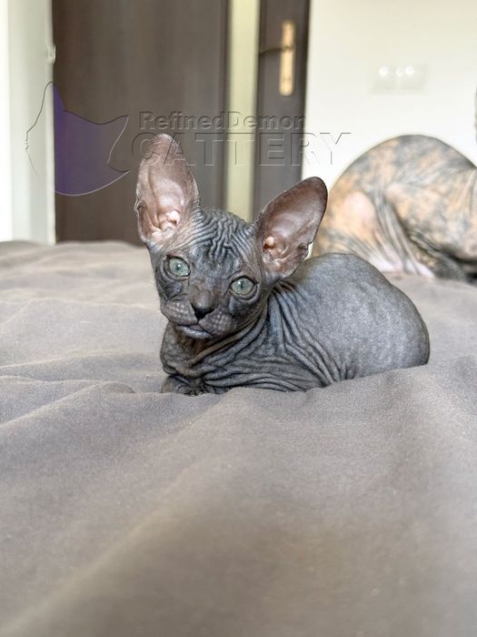 RARITATE pui pisica fara par Donskoy / Don Sphynx cu pedigree