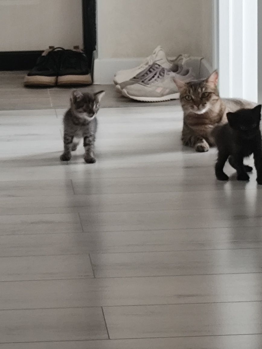 котята 1,5 месяца, крупные,  отдам в добрые руки