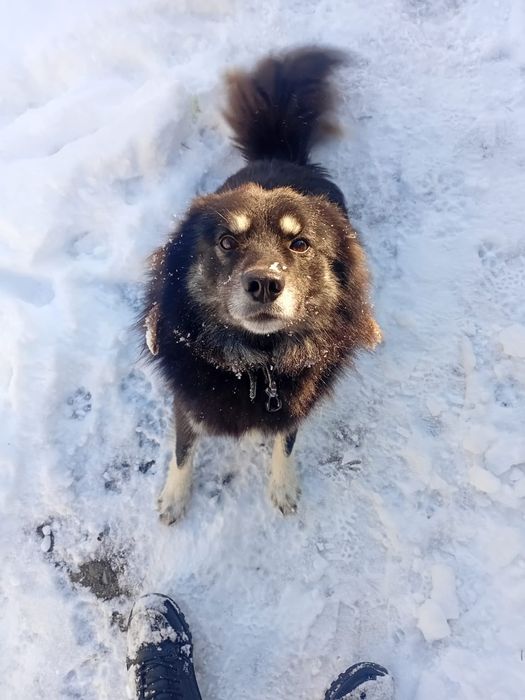 Отдам в добрые руки