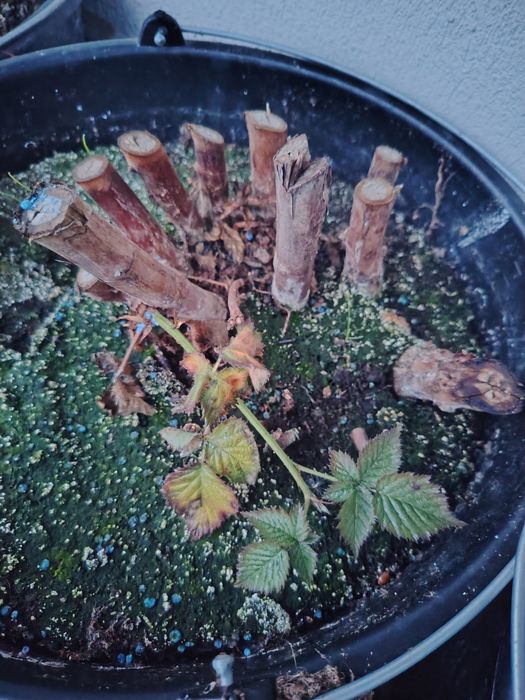 Butas ghiveci mur mure anul 4 produce in primavara