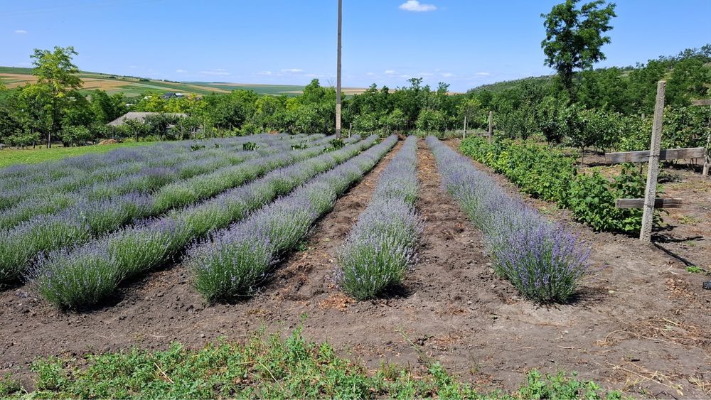 Vand tufe lavanda anul II - Lavandula Angustifolia