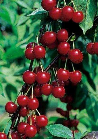 Pomi și vița de vie altoita