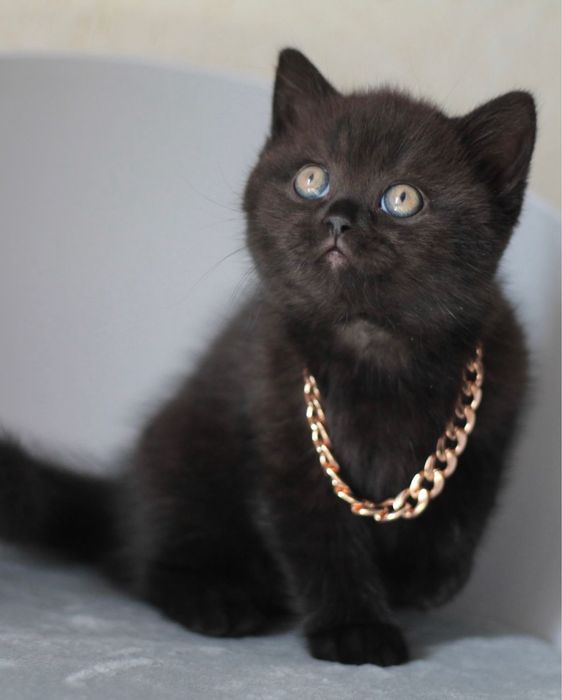 British black puiuț