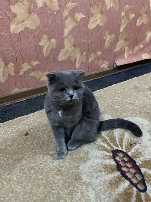 Продается кошка породный очень умный кошка