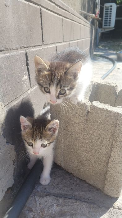 Отдам котят в хорошие руки