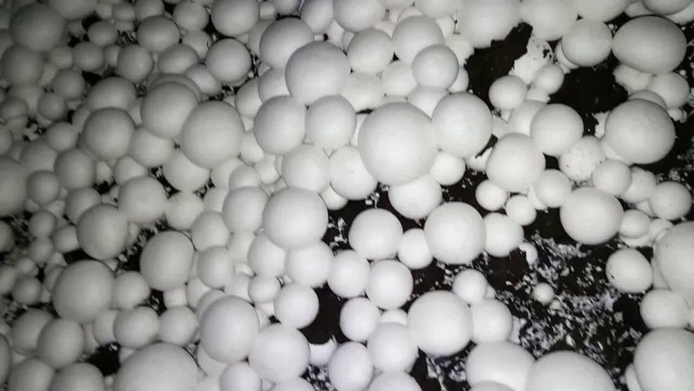 Шампиньон етштришни 0 дан ургатамиз