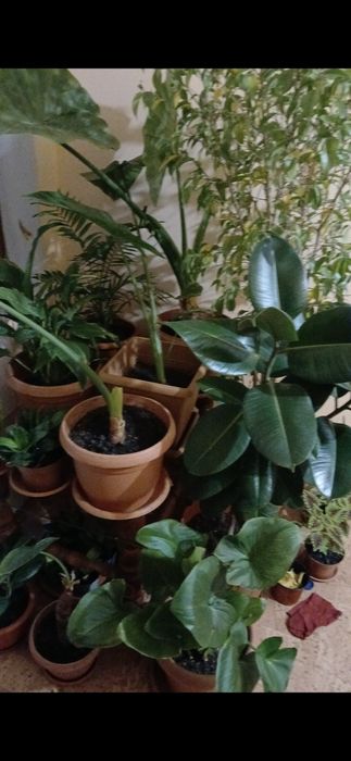 Plante de apartament