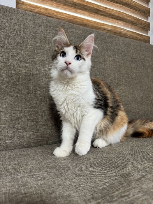 Fetita Ochi Albastri Maine Coon