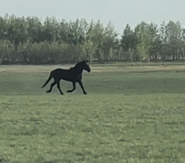 Продам жеребца  5 лет