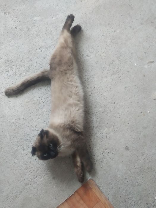 Siyamskiy mushuk toza zotli oʻgʻil bola