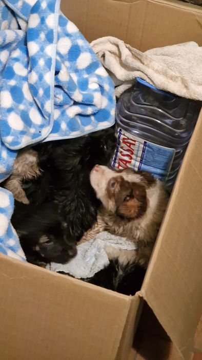 Щенки-дворняжки 7 штук