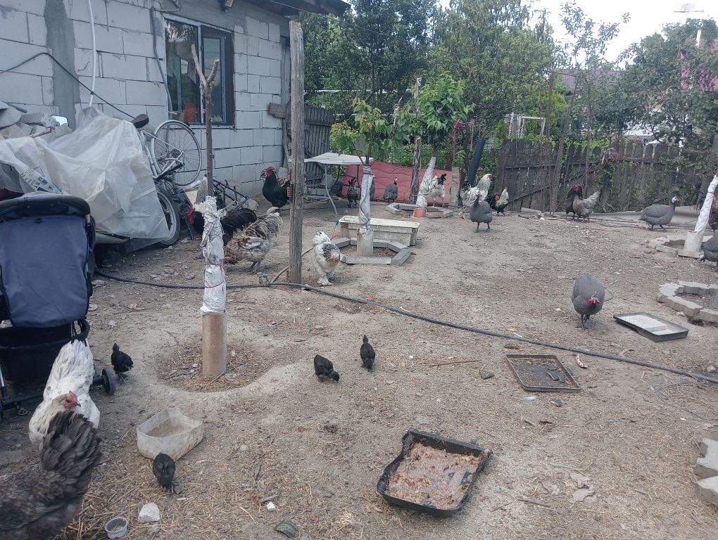16 bibilici și cocoși și găini austrolop de vînzare