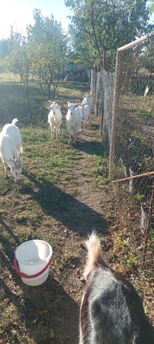 vând urgent 6 capre și un țap