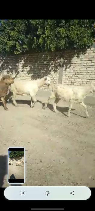 Echklilar sotiladi