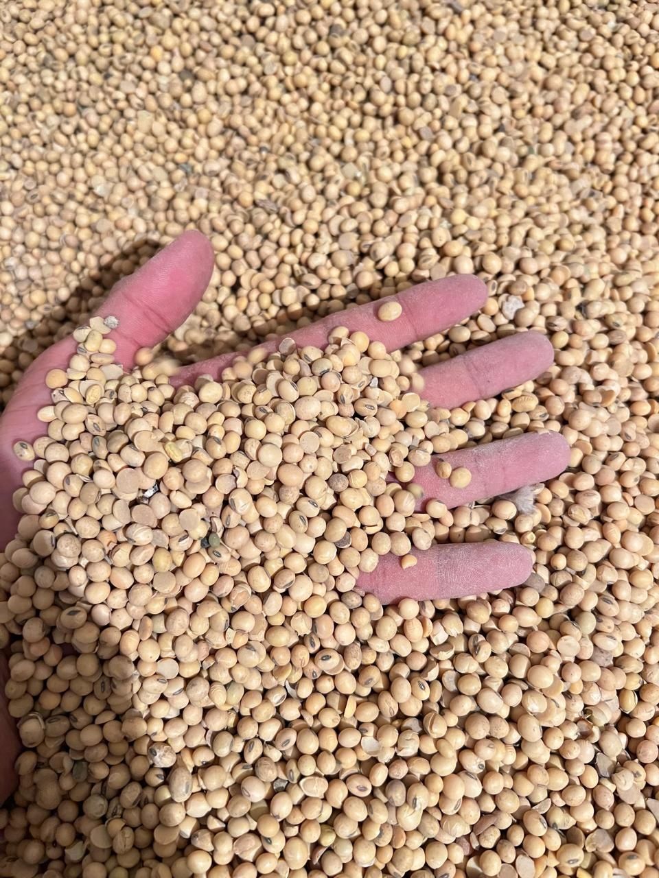 Продам в наличии Сою