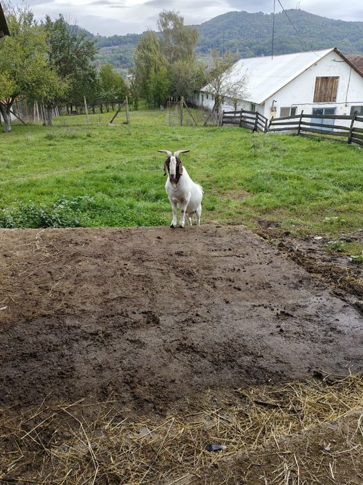 Vand tap alpin francez si boer