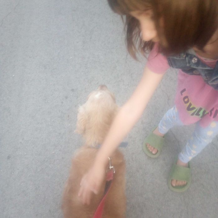 Кокер шпаньол продавам