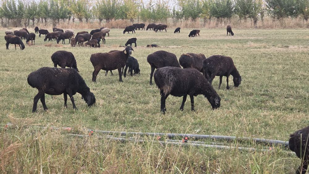 Бугоз куйлар сотилади( куй, совлик) q'oy