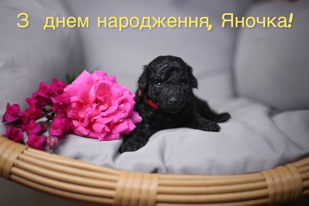 Елитни кученца той пудел – момиченца от шампионски линии.