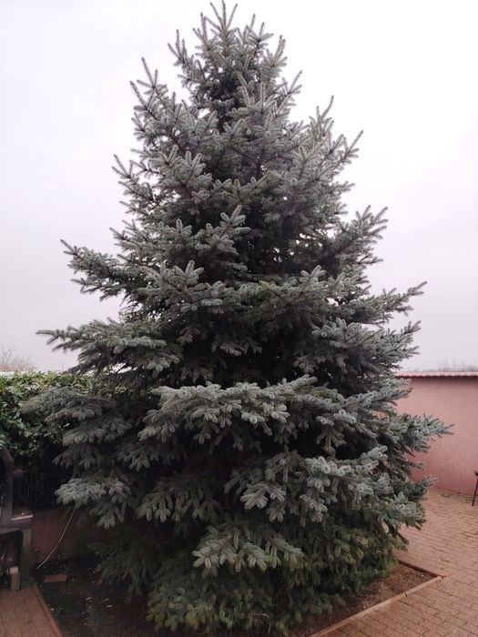 Brad de Crăciun argintiu