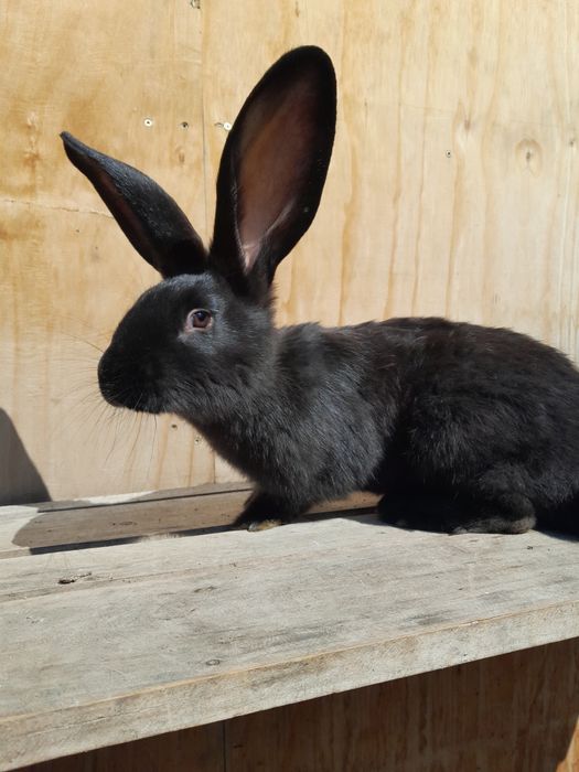 Vând iepuri ,tineret