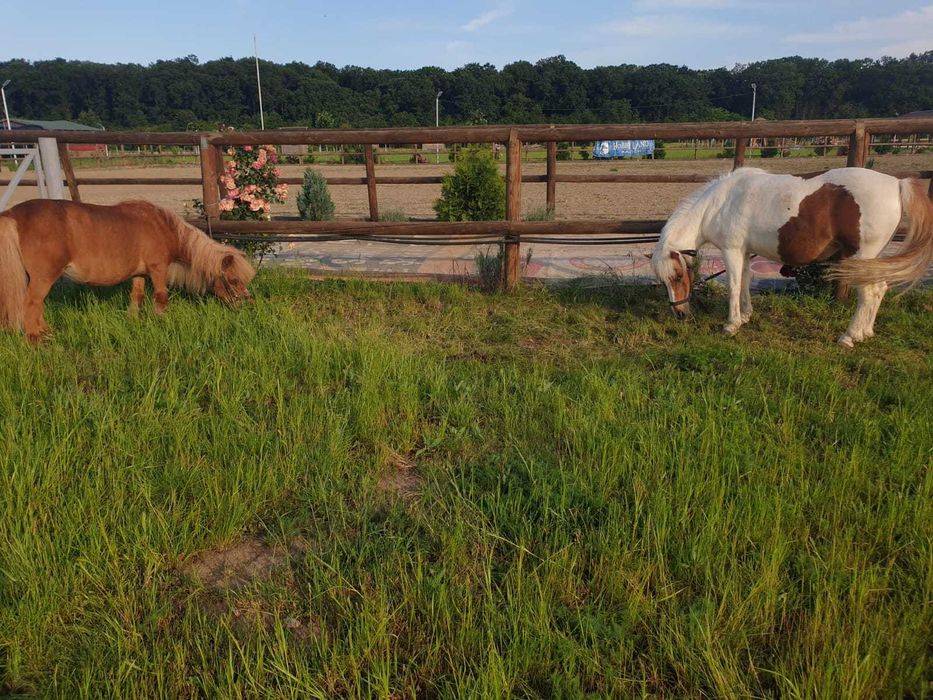 PLIMBARI cu PONEI pentru EVENIMENTE PRIVATE Bucuresti si imprejurimi