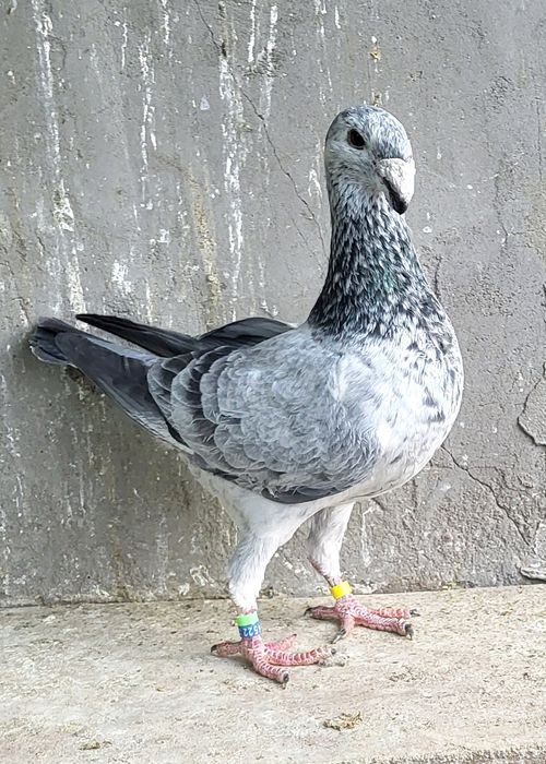 Porumbei Germani
