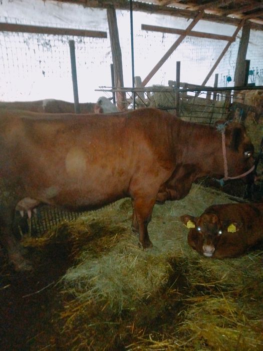 Vaca cu viteza de vanzare
