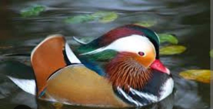 Rațe mandarine caroline